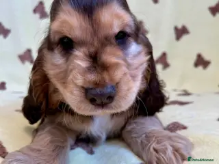 Cocker Spaniel dogs Kc reg show cocker choc sable boy dna clear - Advert 12