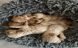 Cavachon dogs for sale: Super friendly, Litter trained Cavapoochon’s - Image 38