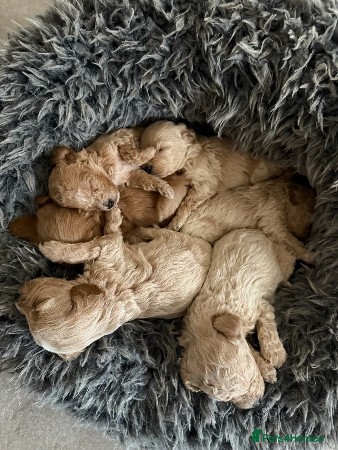 Cavachon dogs for sale: Super friendly, Litter trained Cavapoochon’s - Image 38