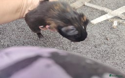 Guinea Pig rodents for sale: Baby boy pigs - Image 7