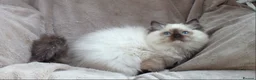 Ragdoll cats for sale: GCCF ACTIVE & PET KITTENS IMP CHAMPION BLOODLINES - Advert 20