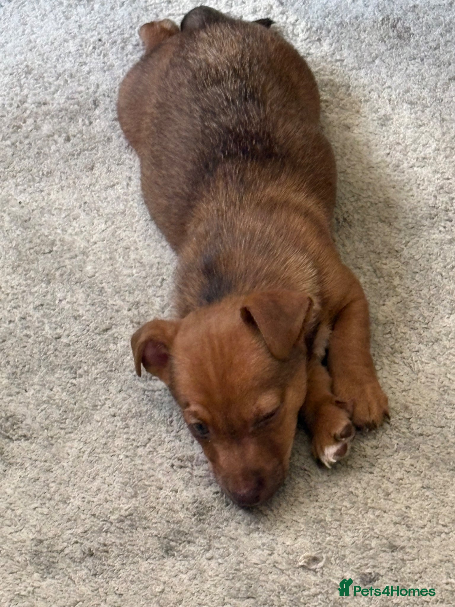Jackapoo dogs Jackapoo puppies Only one male left - Advert 2