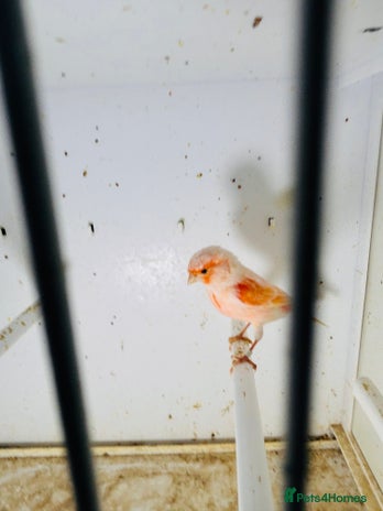 Canaries birds - Advert 1