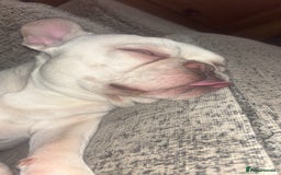 French Bulldog dogs for sale: 1 year old Frenchie  - Image 1