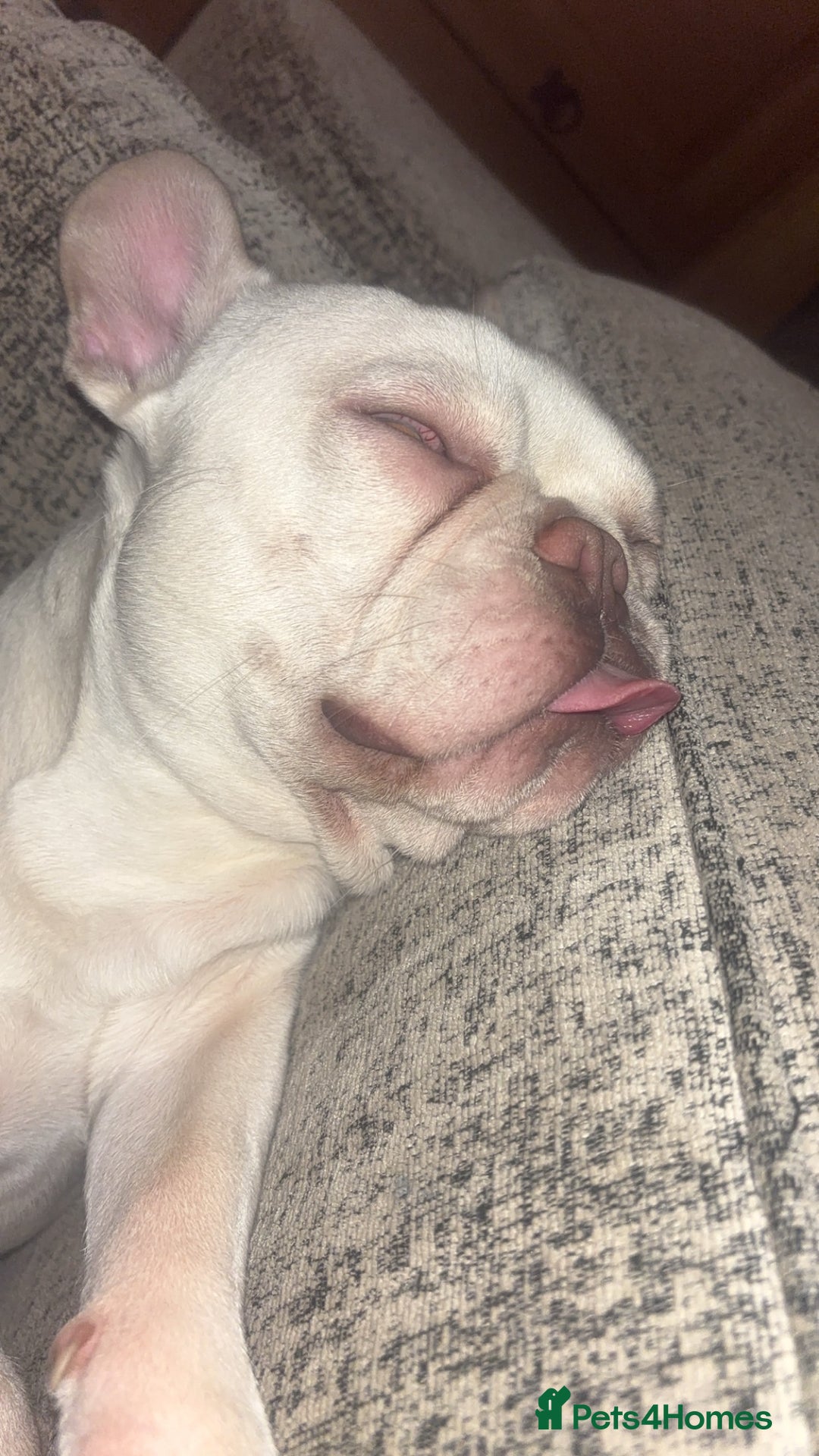 French Bulldog dogs for sale: 1 year old Frenchie  - Image 1