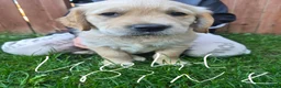 Golden Retriever dogs for sale: Golden retriever puppy's  - Advert 7