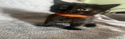 Mixed Breed cats for sale: Beautiful litter of Black fluffy kittens  in Wincanton - Advert 6