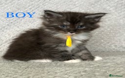 Maine Coon cats for sale: MaineCoon Kittens For Sale Black Smoke - Image 32