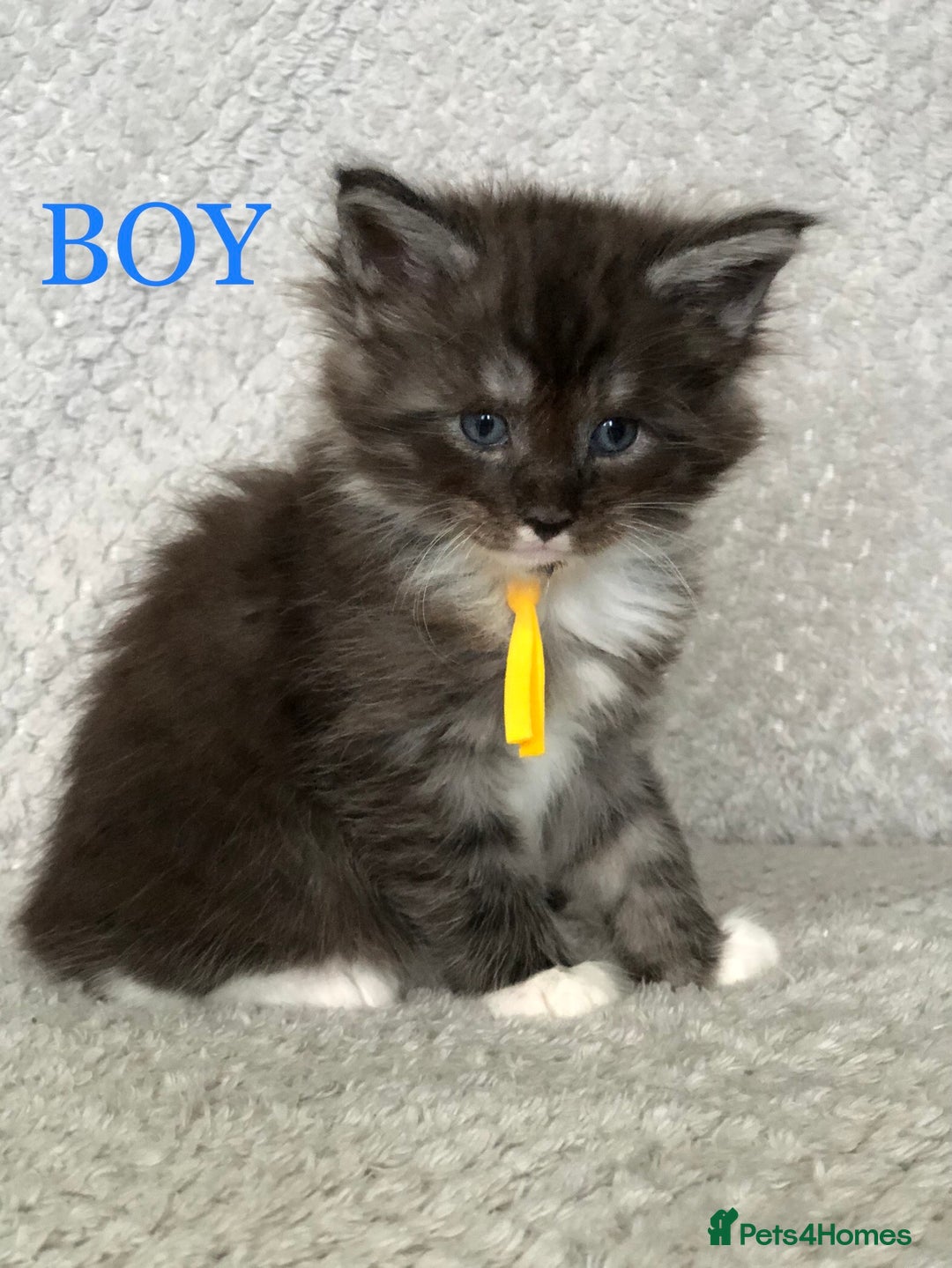 Maine Coon cats for sale: MaineCoon Kittens For Sale Black Smoke - Image 32