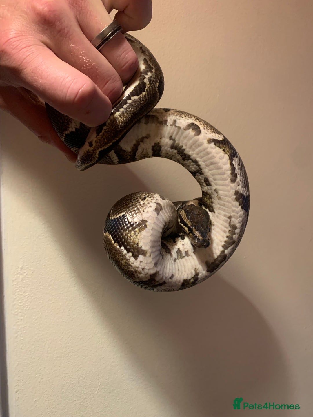 Python Snake reptiles for sale: Female royal python HET pied 598g - Image 2