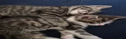 British Shorthair cats for sale: 3 Gorgeous Kittens looking for their forever homes - Advert 2
