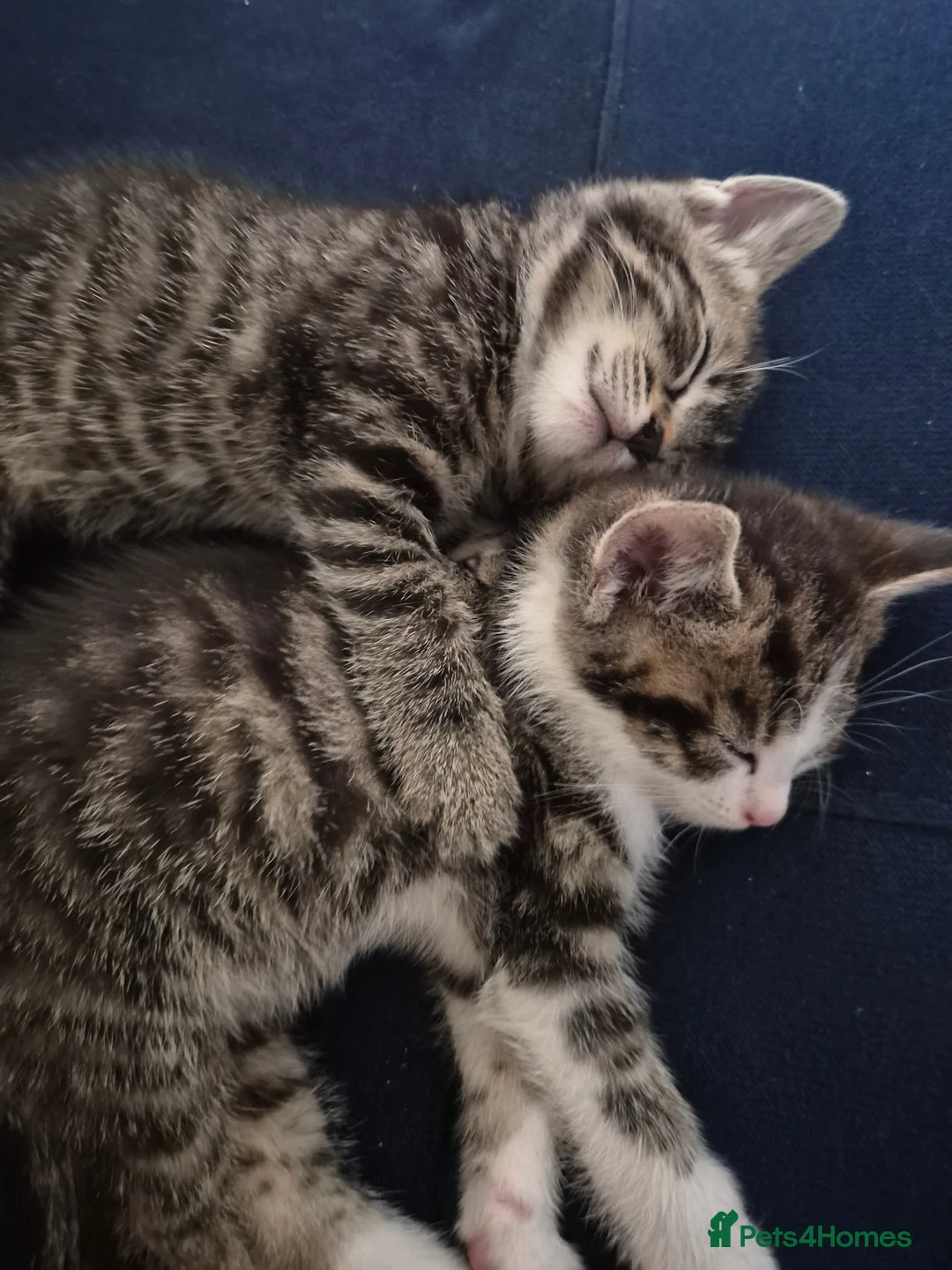 British Shorthair cats for sale: 3 Gorgeous Kittens looking for their forever homes - Advert 2