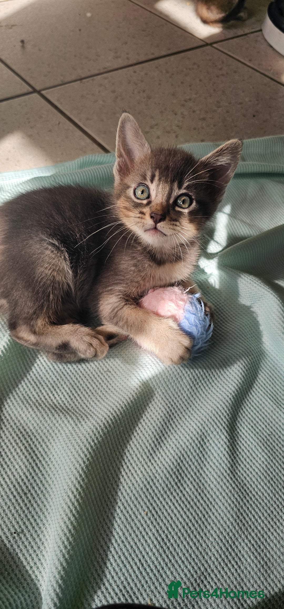 Abyssinian cats for sale: Abyssinian and Bengal x kittens 😻 - Image 27