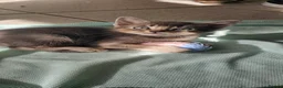 Abyssinian cats for sale: All kittens reserved, thank you 😻 - Advert 6