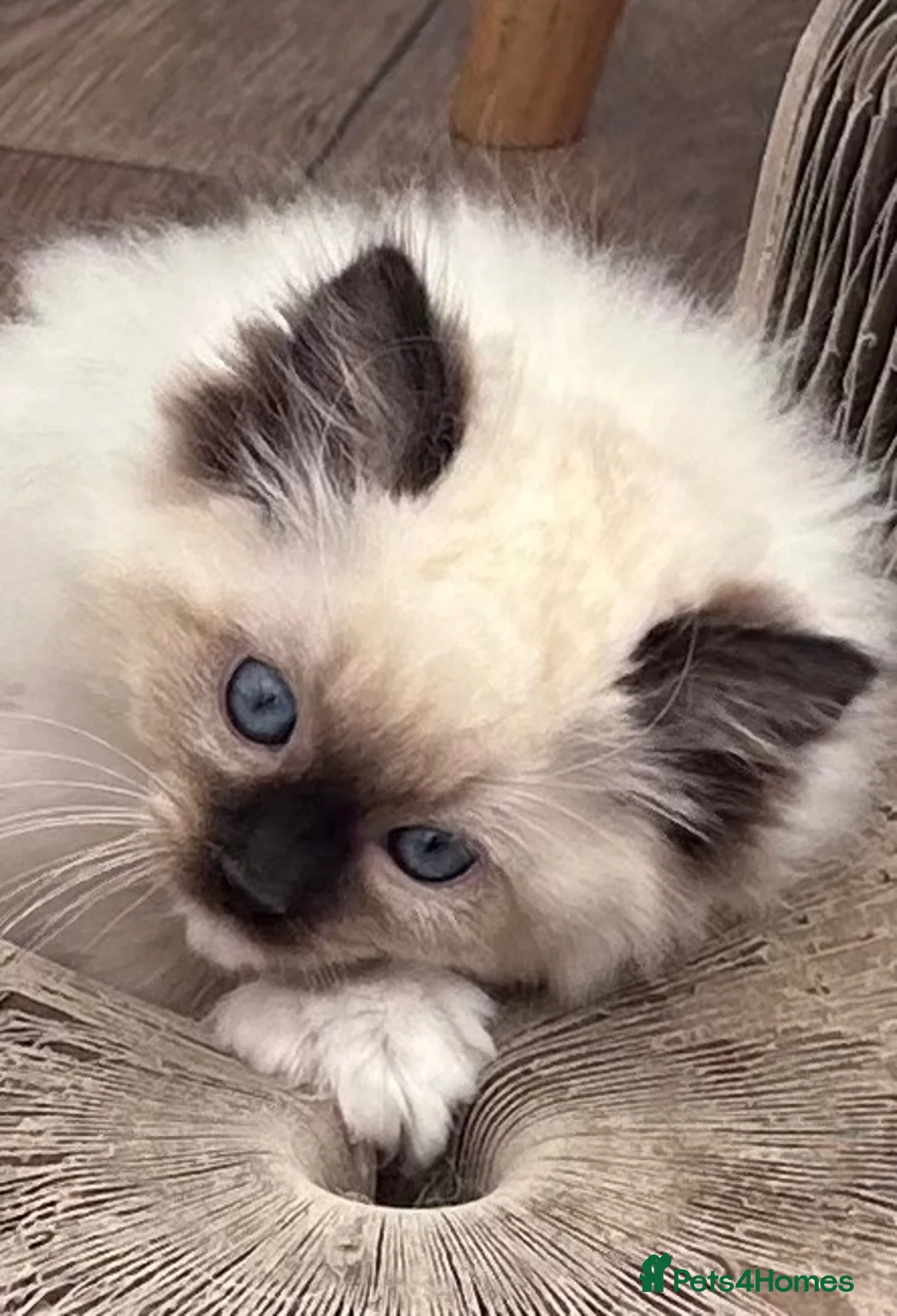 Ragdoll cats for sale: Gorgeous GCCF reg ragdoll babies.  - Advert 5