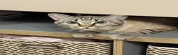 Mixed Breed cats for sale: Neutered male cat  - Advert 2