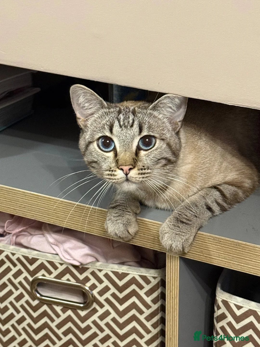 Mixed Breed cats for sale: Neutered male cat  - Advert 2