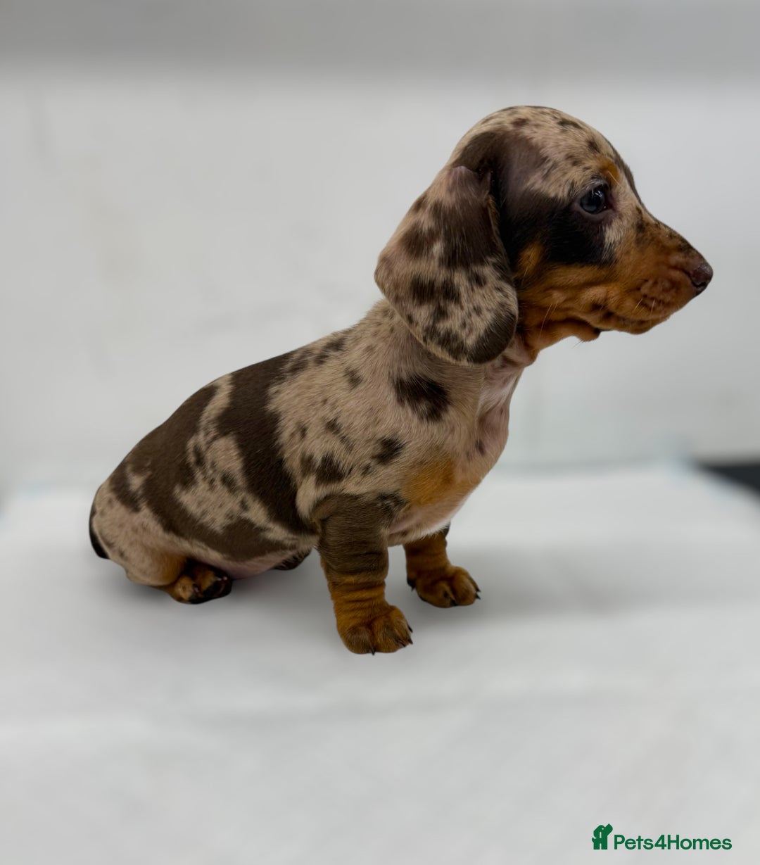 Miniature Dachshund dogs for sale: Ready Now - Smooth Mini Dachshund Girls - Image 4