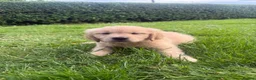 Golden Retriever dogs for sale: Stunning KC Golden Retriever Pups READY NOW - Advert 2