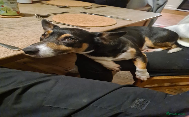 Jack Russell dogs - Advert 1