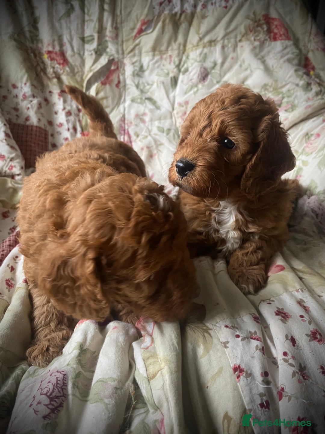 Cockapoo dogs for sale: Fabulous F1b Fox Red Cockapoo Health Cleared - Image 19