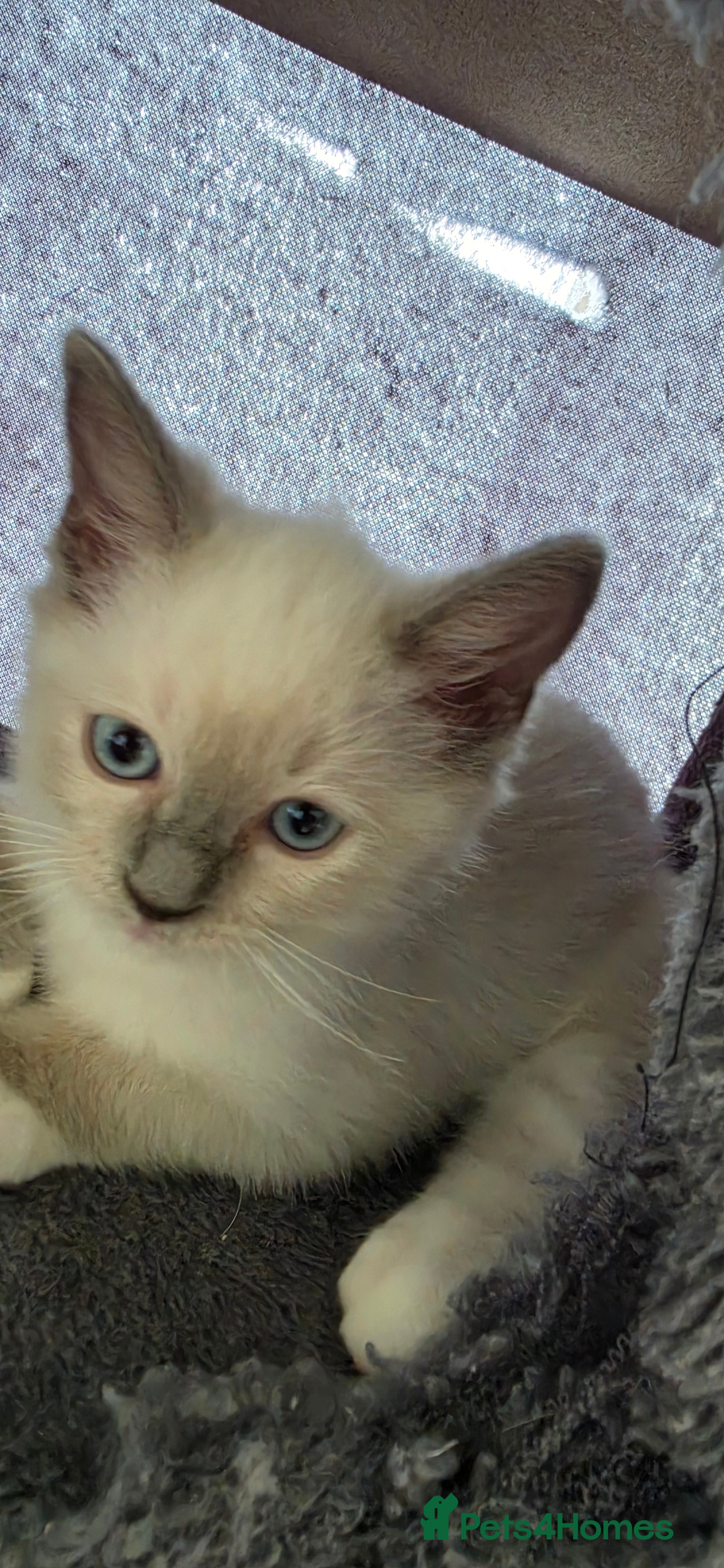 Ragdoll cats 💉🩺 Cute Ragdoll vaccinated & microchipped - Advert 2