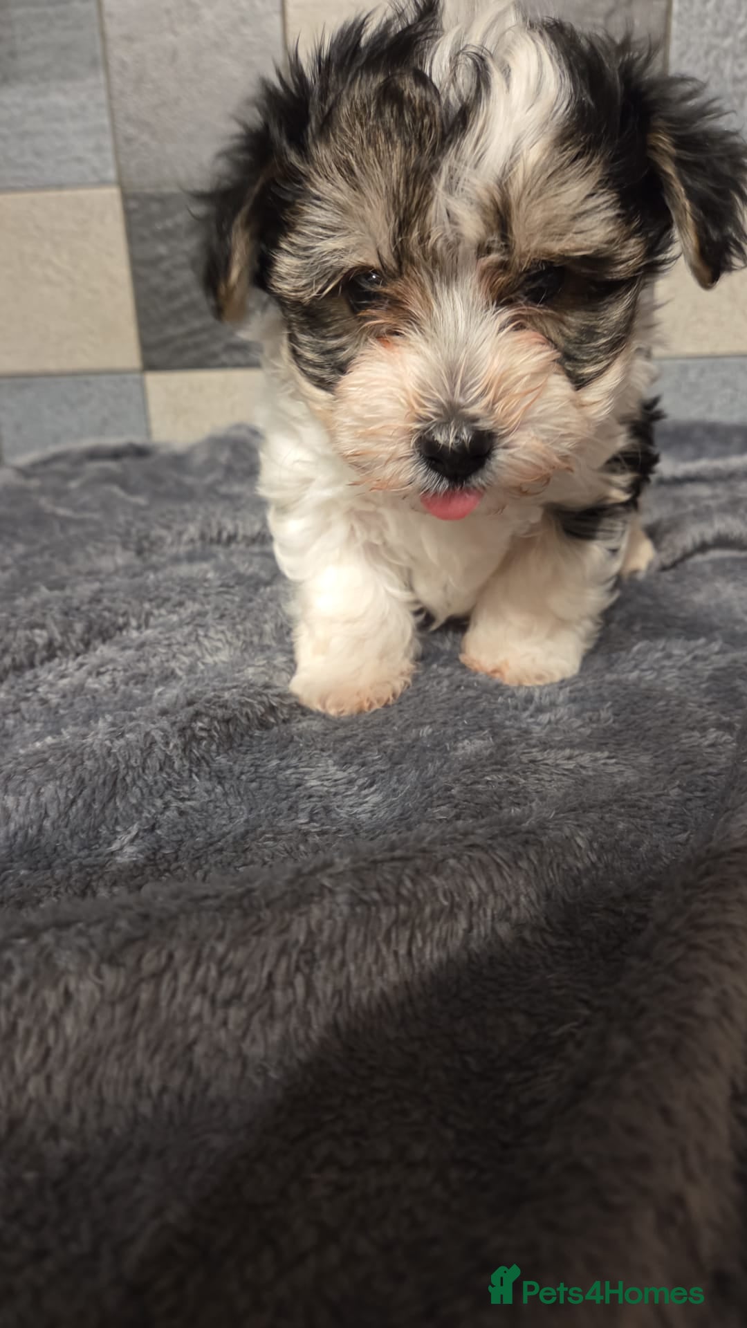 Yorkshire Terrier dogs for sale: Yorkshire terrier biewer puppies  - Advert 7