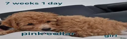 Poochon dogs for sale: Poochon - Advert 3