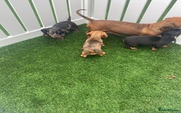 Miniature Dachshund dogs for sale: 4 adorable miniature dachshund puppies  - Image 6