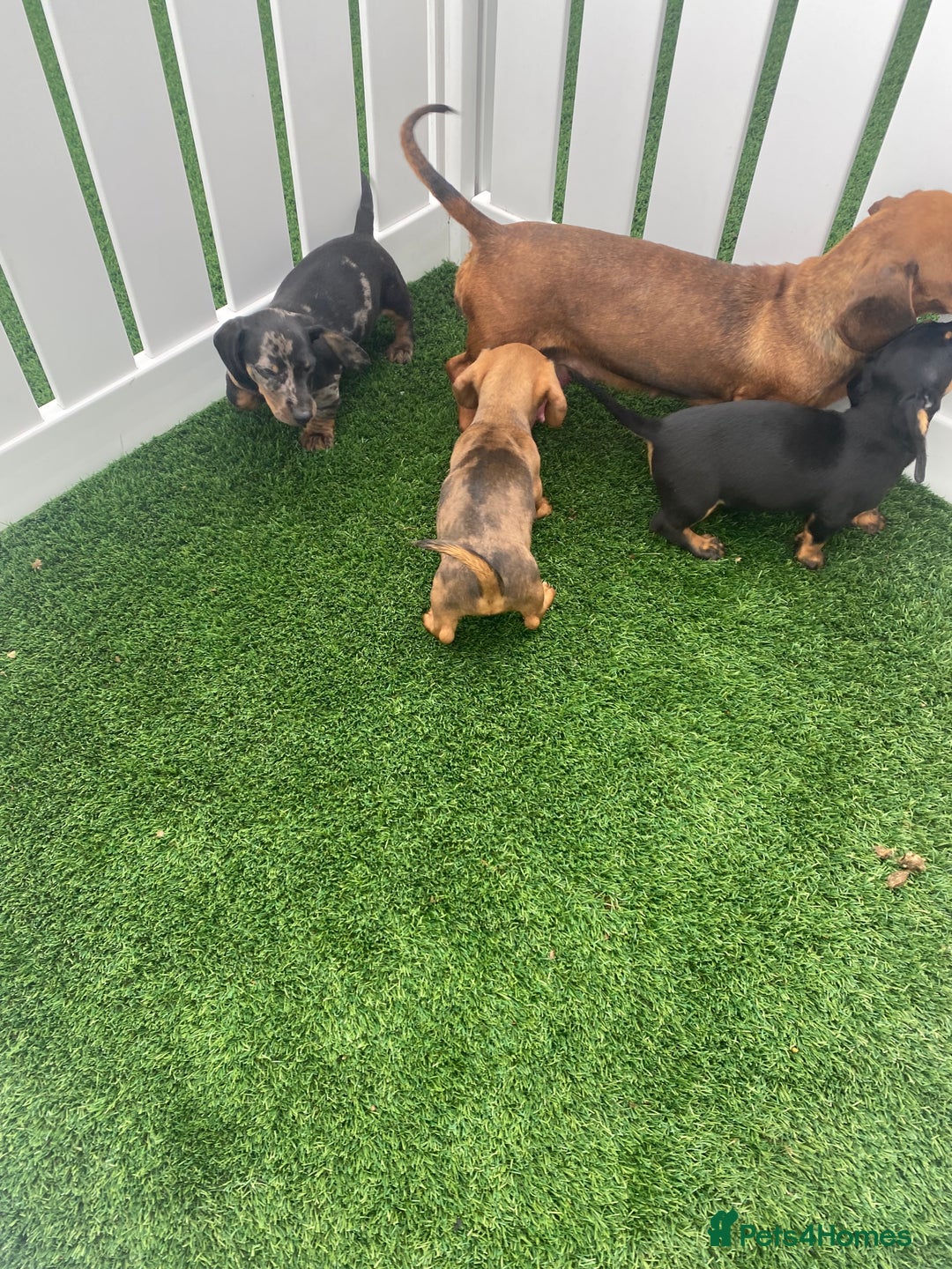 Miniature Dachshund dogs for sale: 4 adorable miniature dachshund puppies  - Image 6
