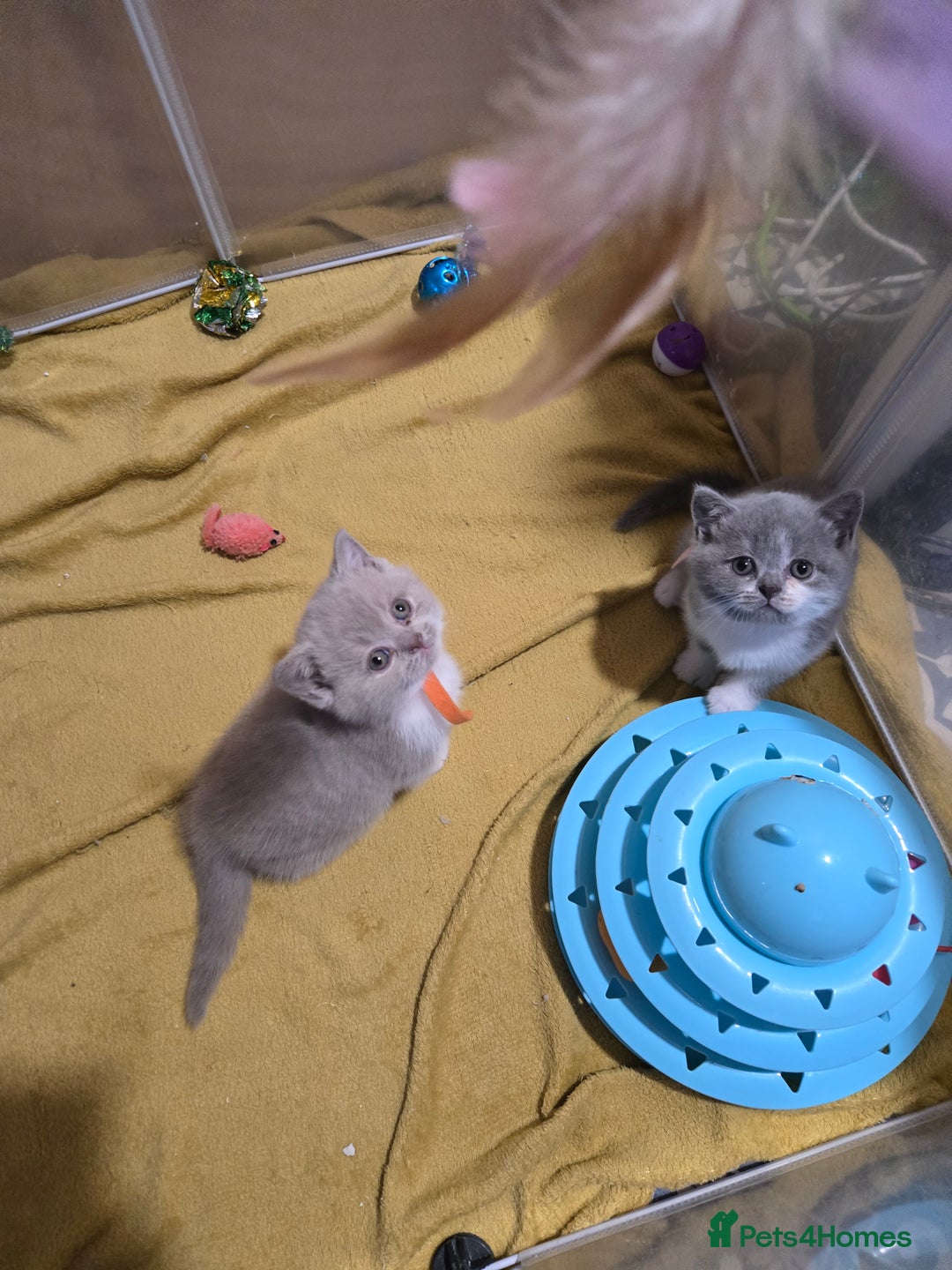 British Shorthair cats for sale: Full Britishshort hair kittens ready wendesday - Image 15