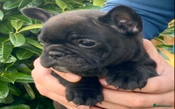 French Bulldog dogs for sale: KC reg pure French Bulldog puppies - Image 12