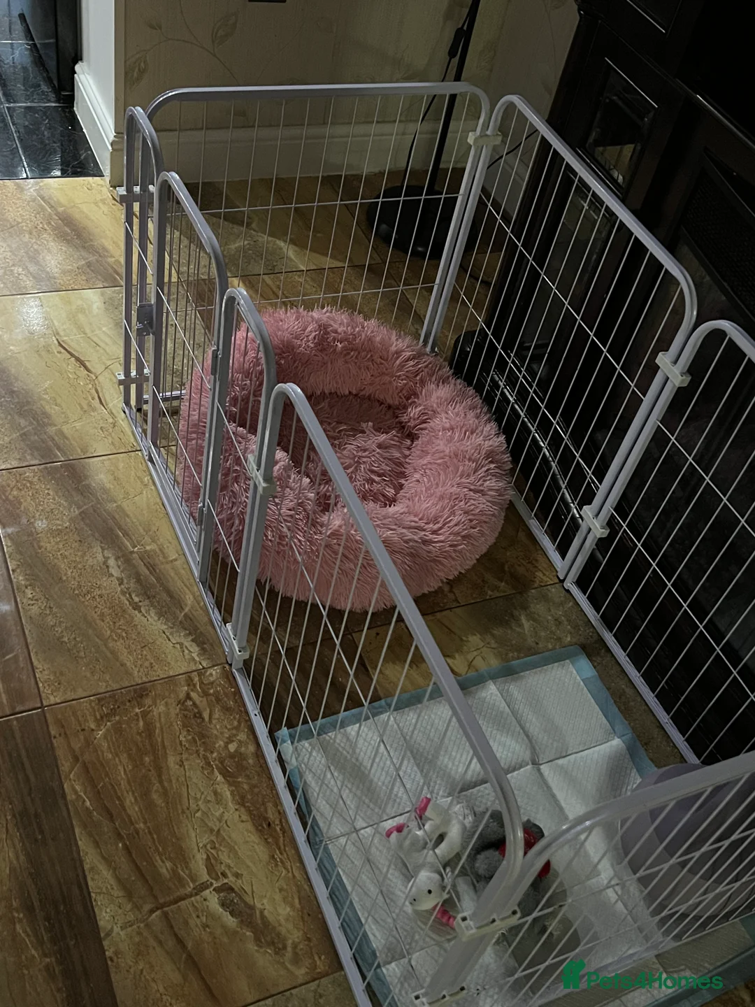 Border Collie dogs for sale: Female 12 weeks border collie  - Advert 9