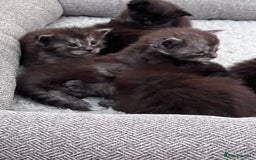 Maine Coon cats for sale: Reserve your dream kitten now - Image 10
