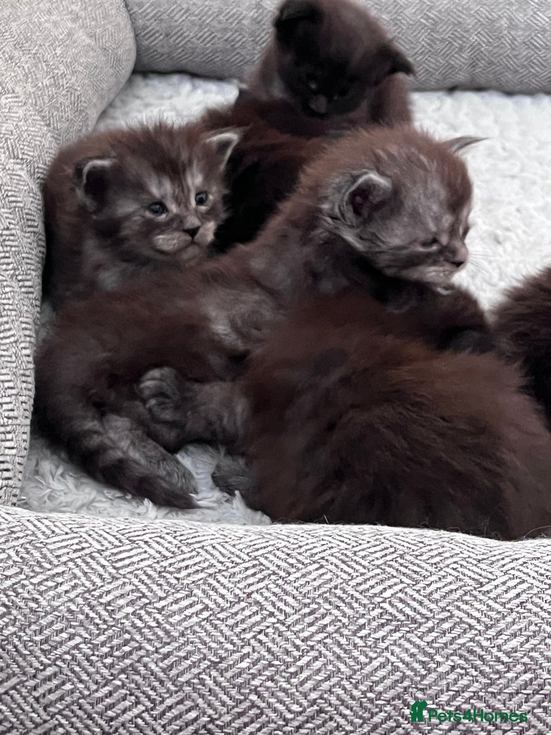 Maine Coon cats for sale: Reserve your dream kitten now - Image 10