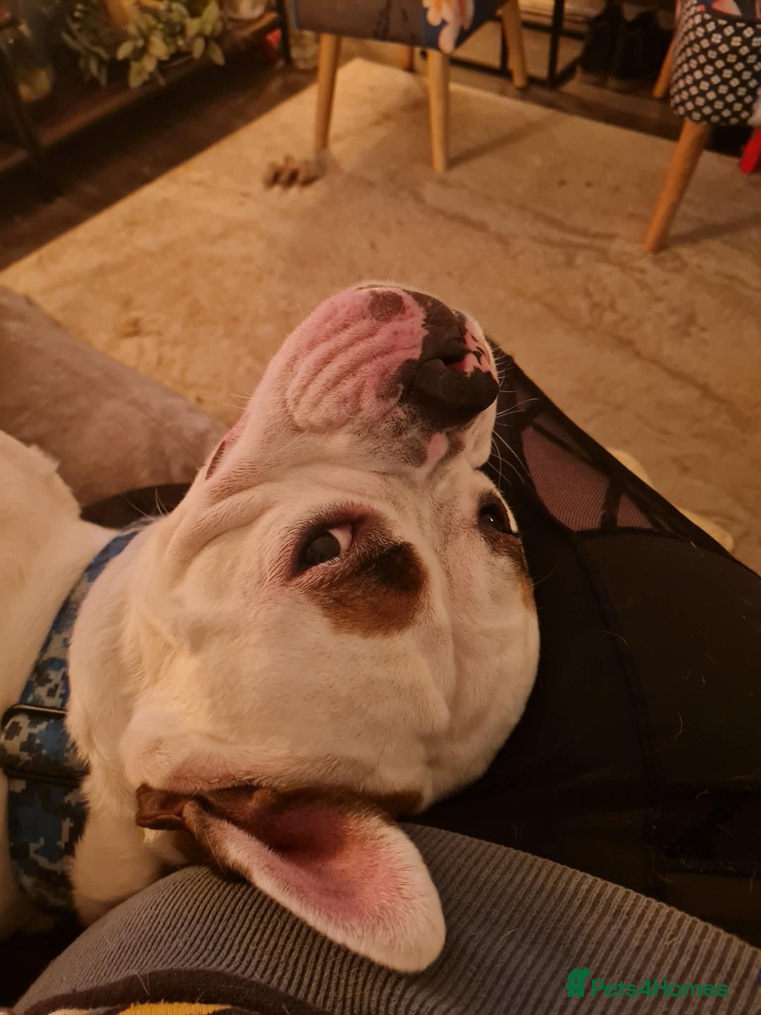 American Bulldog dogs for sale: Mr Stanley looking for new home  - Advert 4