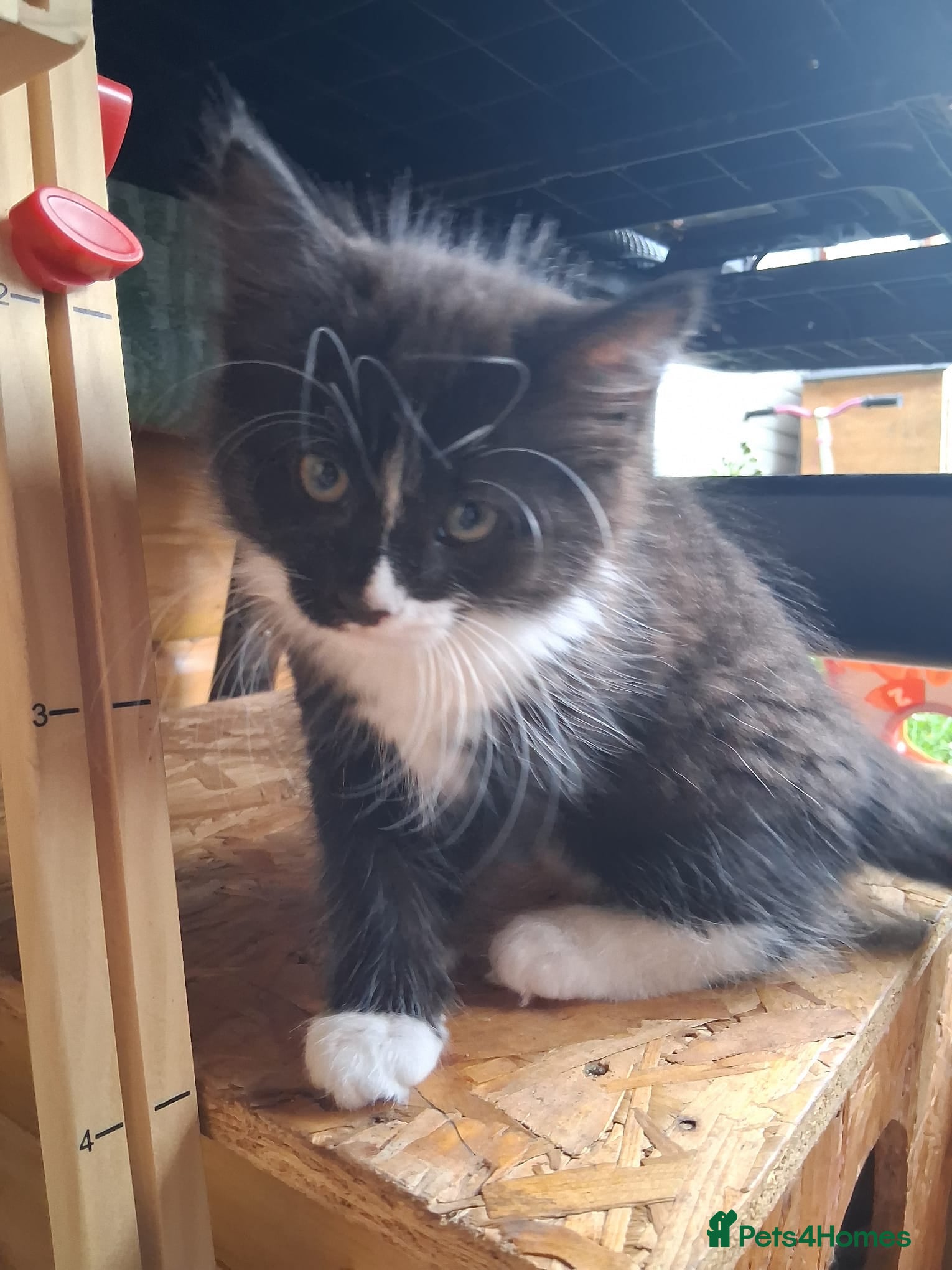 Mixed Breed cats for sale: 1 boy and 2 girls black and white ( tuxedo) - Advert 18
