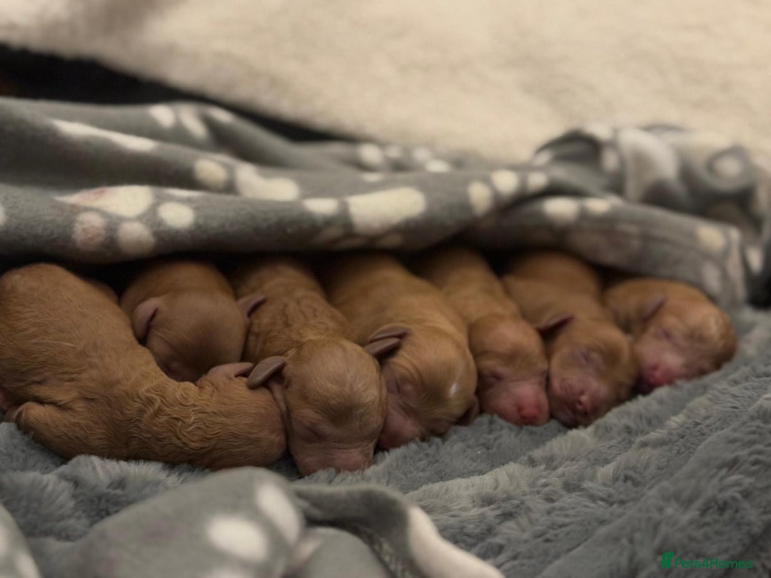 Cockapoo dogs for sale: Cockapoo puppies in Preston - Image 7