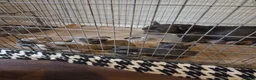 French Bulldog dogs for sale: French Bulldog pups - Advert 3