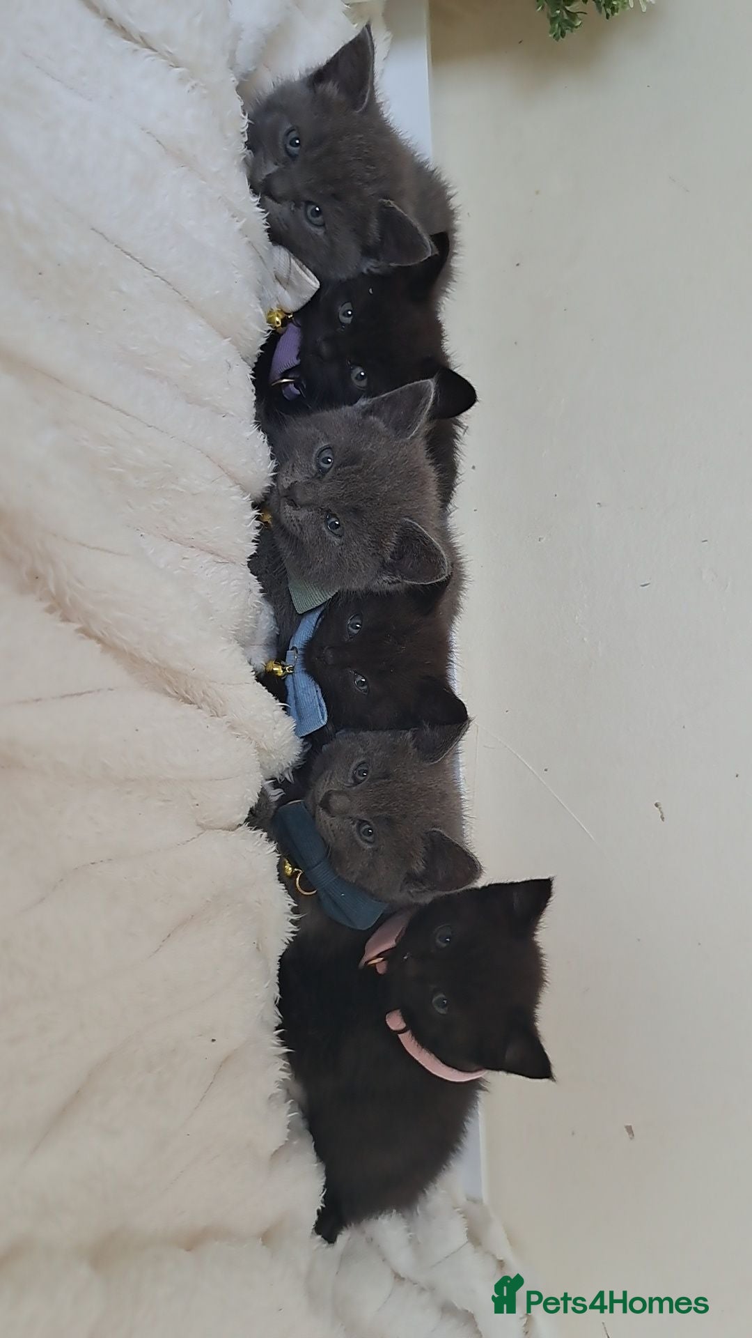 British Shorthair cats British shorthair kittens for sale  - Advert 2