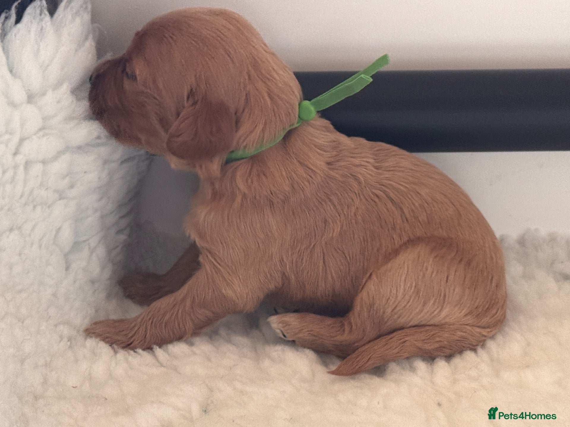 Mixed Breed dogs for sale: F1b medium Goldendoodle puppies - Advert 2