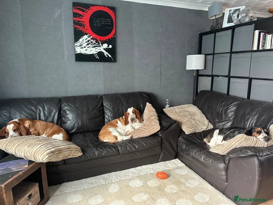 Basset Hound dogs for sale: Besset Puppies  in Swindon - Advert 2