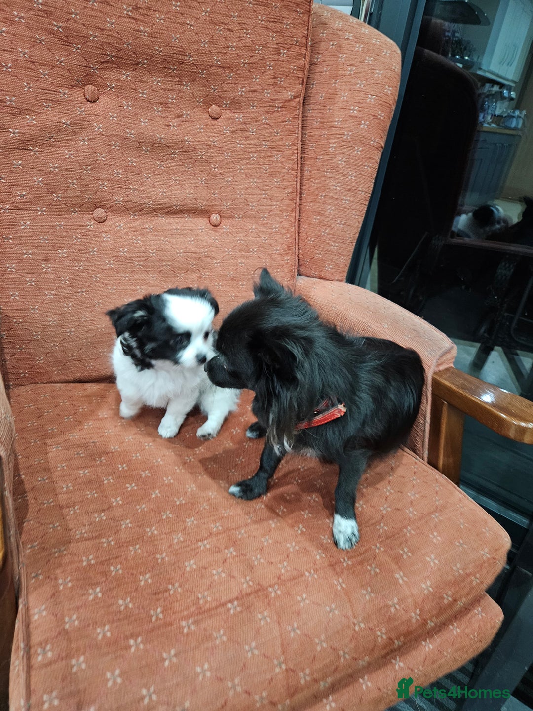 Chihuahua dogs for sale: Chihuahua  Tri-coloured,  - Image 9