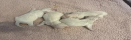 Golden Retriever dogs for sale: 3 Golden retriever boys  - Advert 3