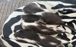 Chartreux cats for sale: 3 kittens for new homes - Image 5