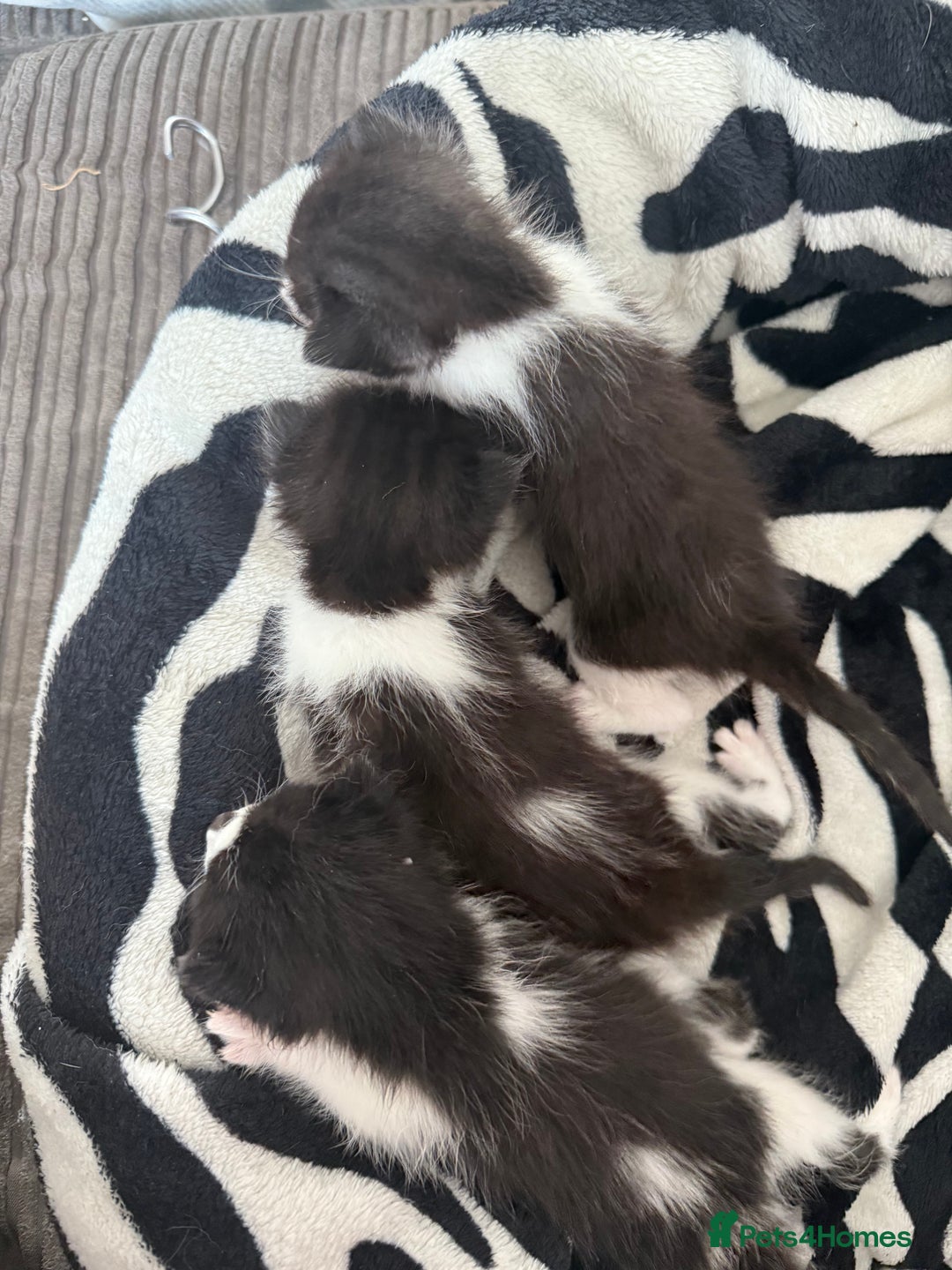 Chartreux cats for sale: 3 kittens for new homes - Image 5
