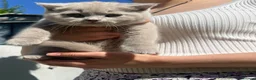 Scottish Fold cats for sale: Adorable Scottish Fold & Scottish Straight Kittens - Advert 9