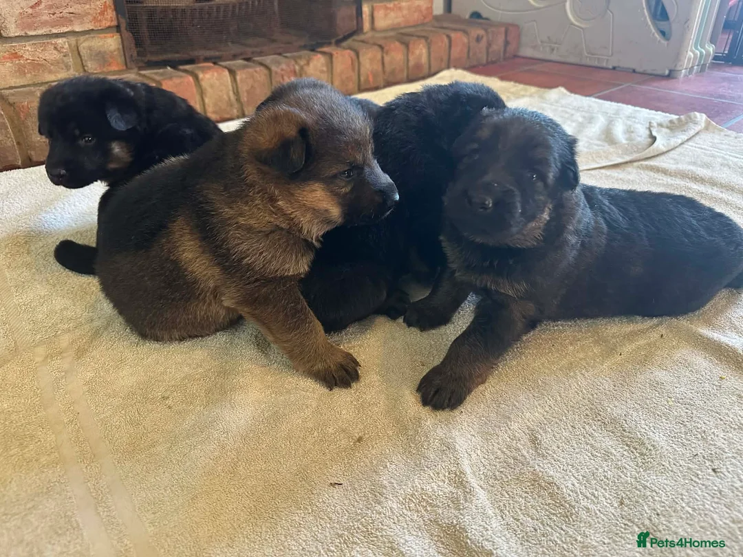 German Shepherd dogs for sale: Quality Litter GSD Puppy’s @ Icepack - Advert 2