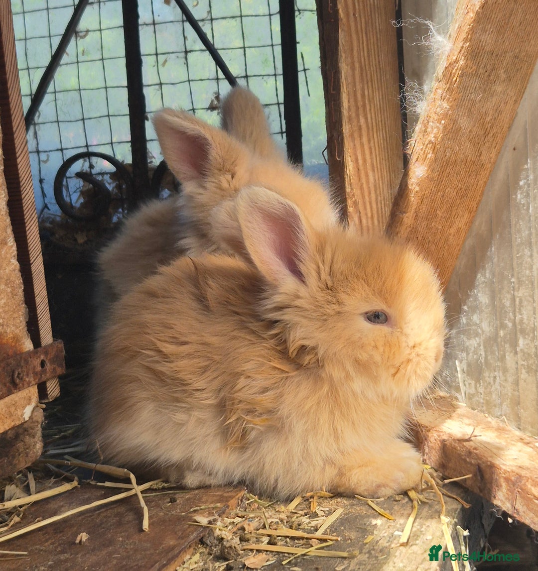Angora rabbits for sale: Gorgeous Pedigree Full Faced Angora  - Image 20