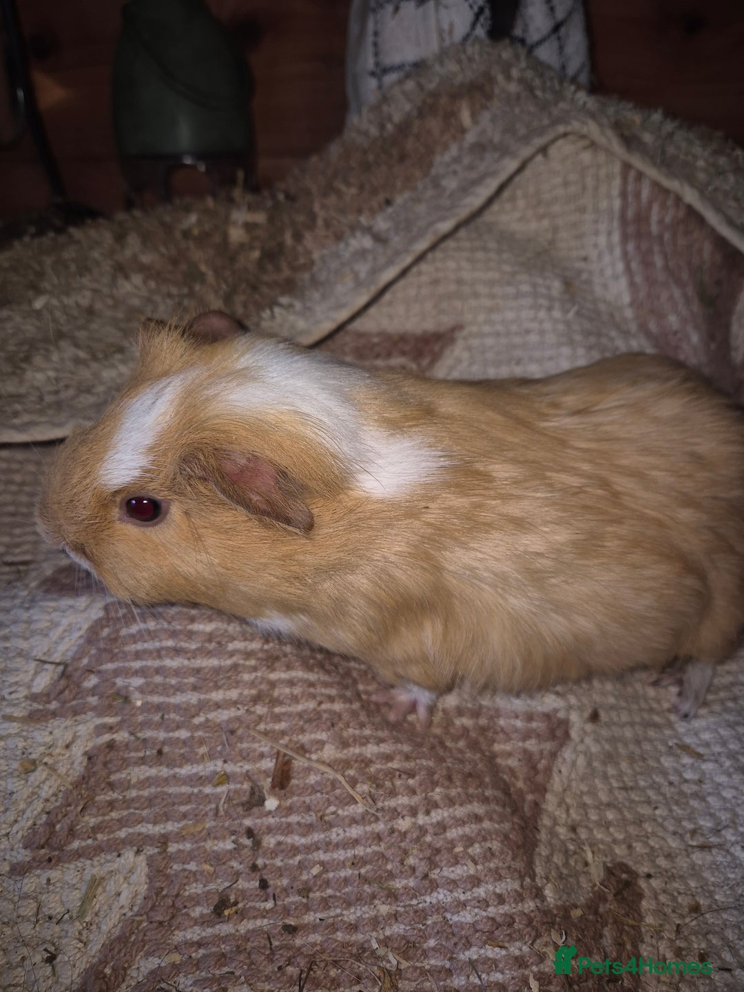 Guinea Pig rodents for sale: Male guinea pigs for sale to a good homes. - Advert 3